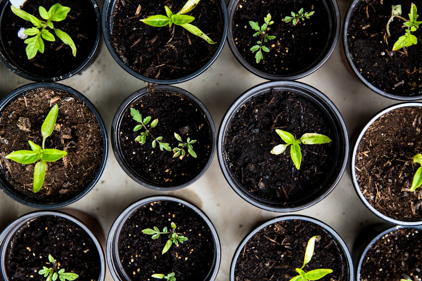 Top Plants for Small Urban Gardens