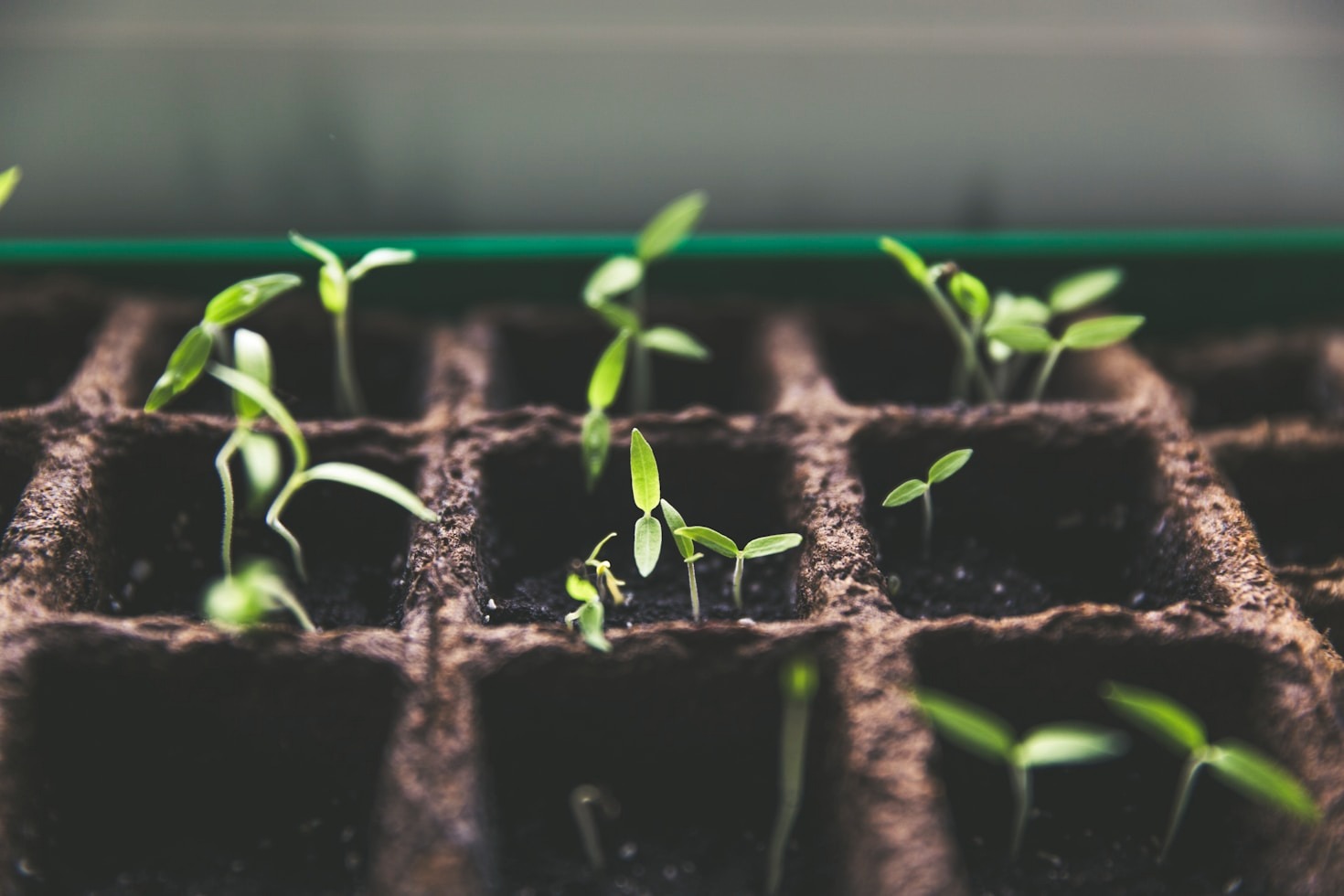 Why Edible Gardening is Essential for Cities