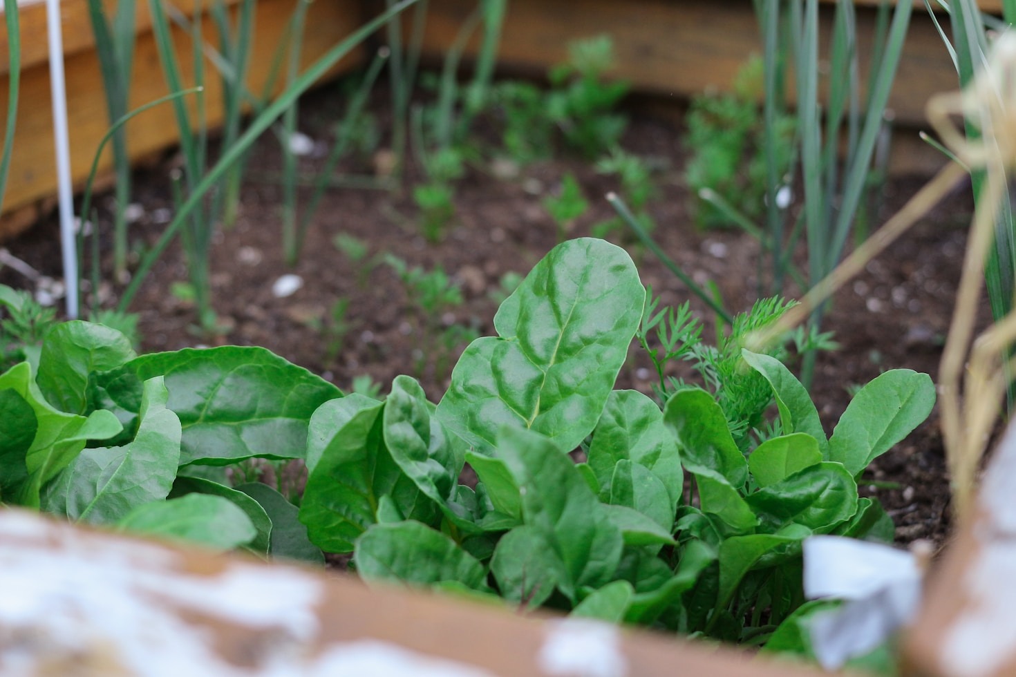Tips for Gardening on Balconies and Rooftops