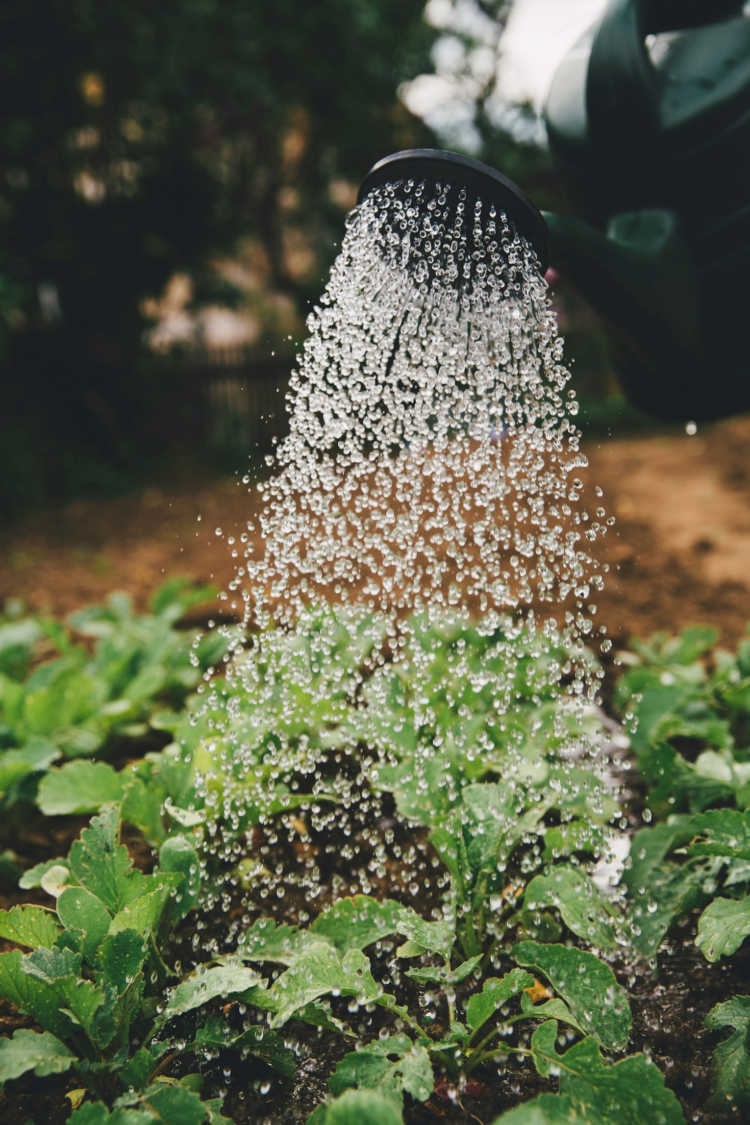 The Role of Community Gardens in Urban Areas